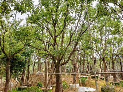 香樟绿化苗木行道树驱蚊虫四季常青漳州基地直销多规格供应图2