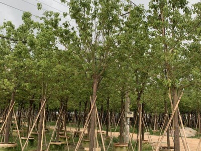 香樟绿化苗木行道树驱蚊虫四季常青漳州基地直销多规格供应图3