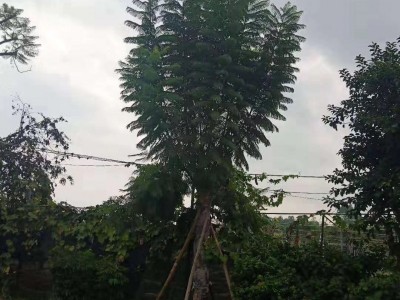 蓝花楹行道树风景树木观赏性强漳州基地直销多规格供应图2
